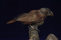 藏品(黑頭文鳥)的圖片